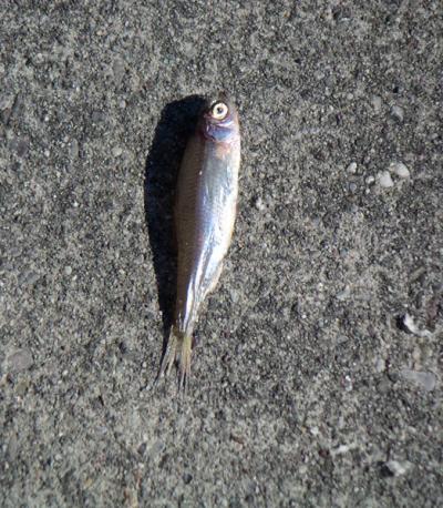 img/Fisch.jpg